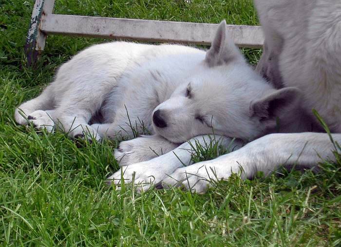 weisser Schferhund - die Grenzgnger